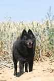 SCHIPPERKE 093